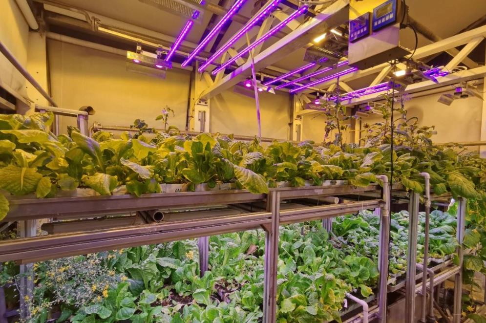 植物照明補光燈的作用