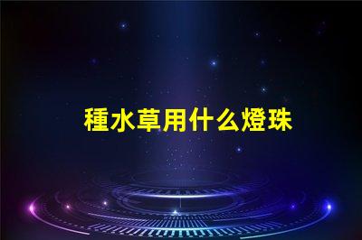 種水草用什么燈珠